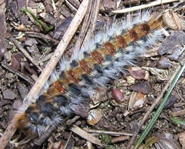 De eikenprocessierups